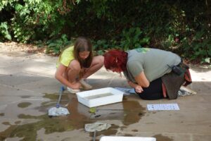 pond dipping (8) smaller